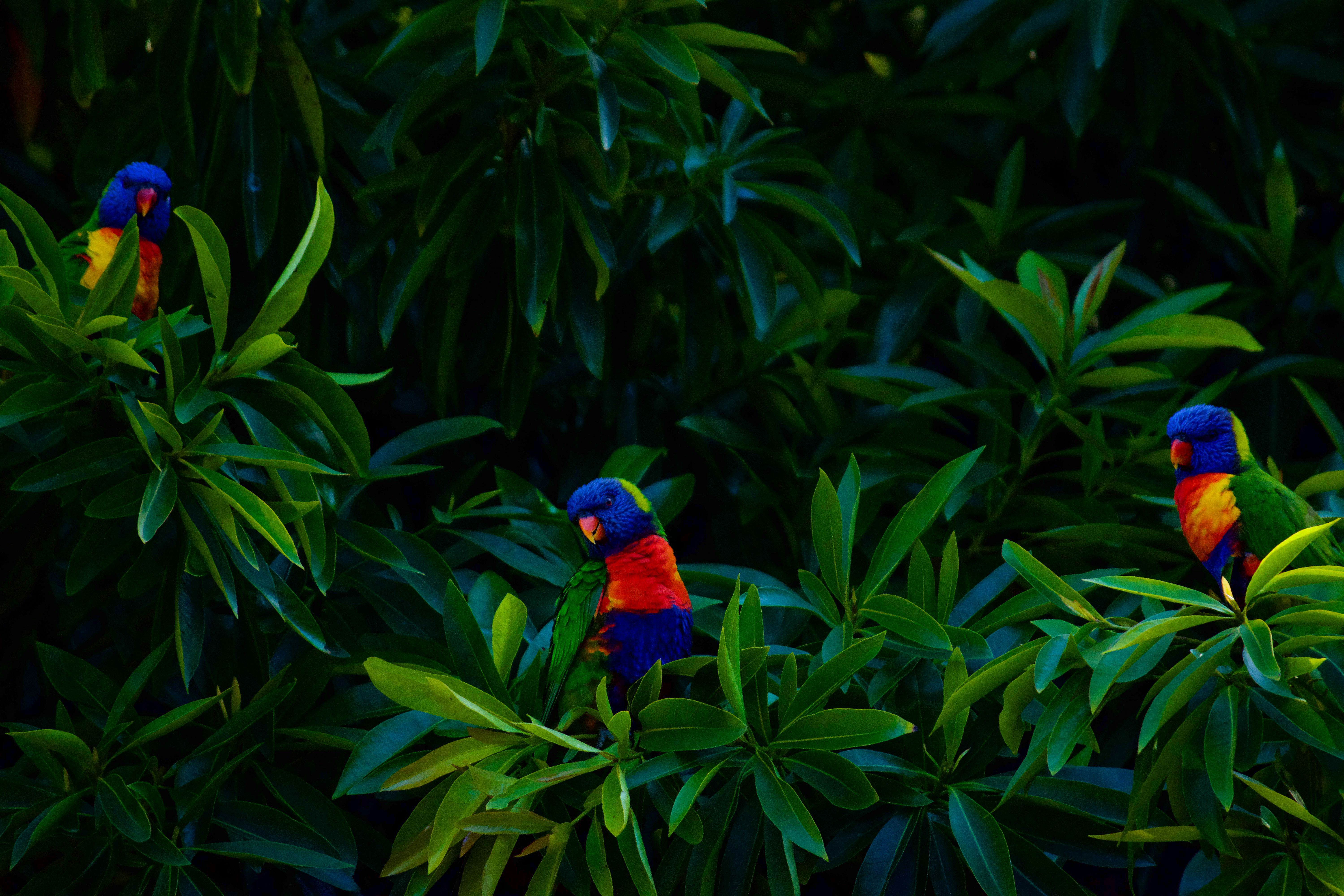 Lorikeets on a branch