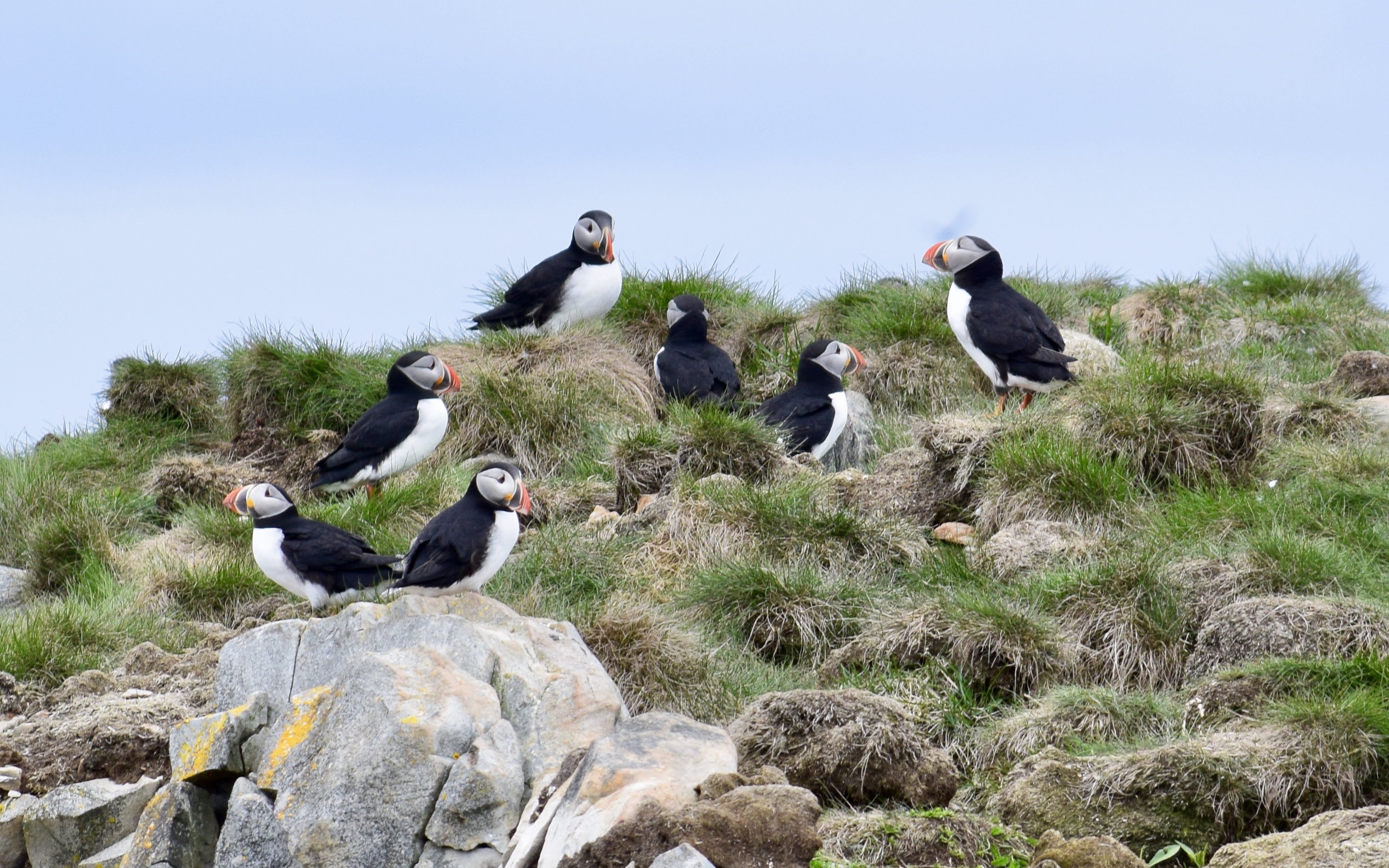 Puffins in Newfoundland