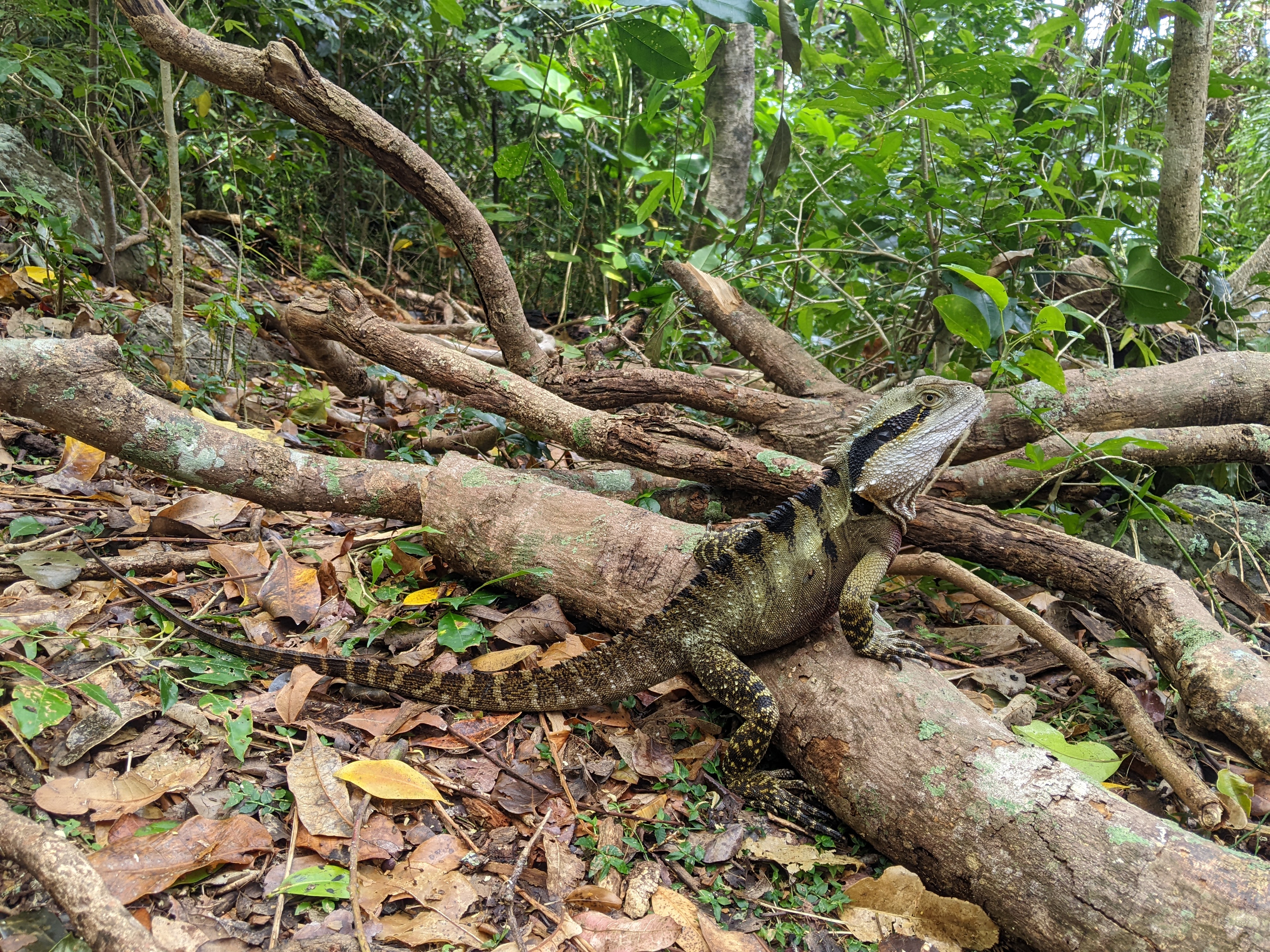 Waterdragon in Australia